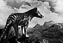 King-Thylacine-Cradle-Mountain.jpg